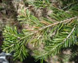 Abies sibirica