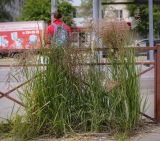 Calamagrostis epigeios