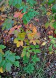 Rubus nessensis