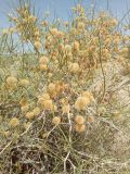 Calligonum microcarpum