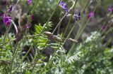 Oxytropis coerulea