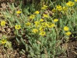 Sedum reflexum