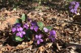 Viola variegata