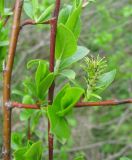 Salix starkeana