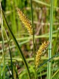 Carex vesicaria. Часть побега с соплодиями. Московская обл., Одинцовский р-н, оз. Полецкое. 22.06.2011.