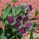 Arctium tomentosum