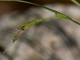 Carex augustinowiczii