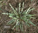 Taraxacum bessarabicum