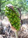 Arum elongatum. Соплодие с незрелыми плодами. Южный Берег Крыма, окр. пгт Кацивели. 16 июня 2012 г.