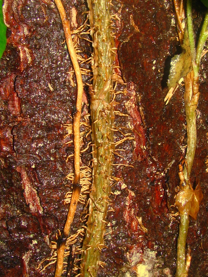 Image of Hedera helix specimen.