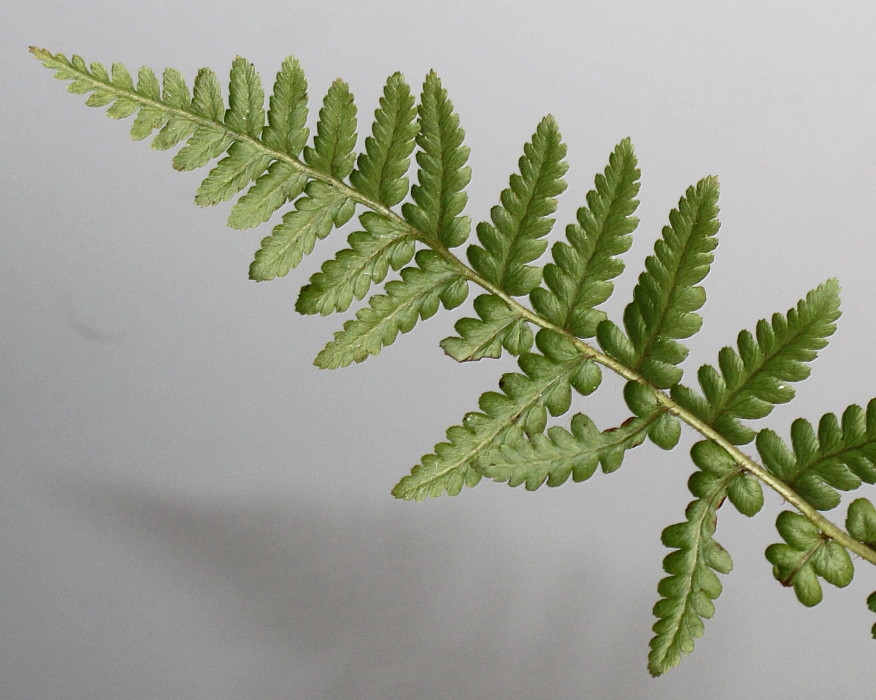 Изображение особи Dryopteris pseudomas.