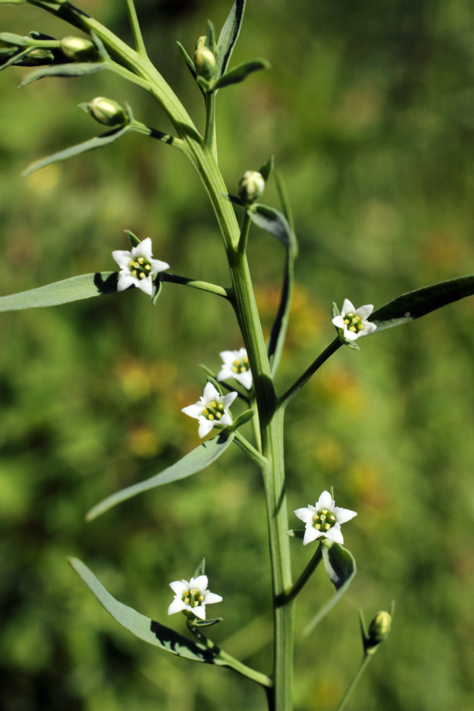 Изображение особи Thesium ramosum.