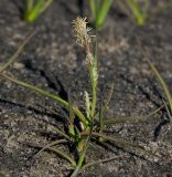 Carex subspathacea