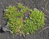 Minuartia macrocarpa. Цветущие растения. Камчатский край, Ключевская группа вулканов, Толбачинский дол. 18.07.2013.