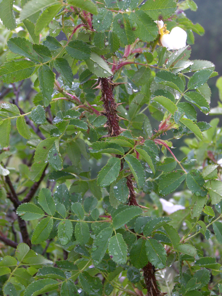 Изображение особи Rosa spinosissima.