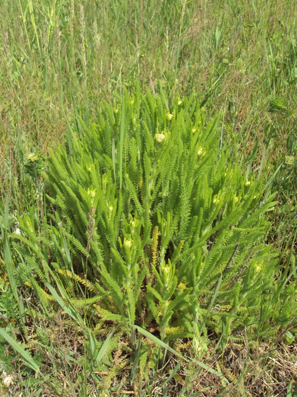 Изображение особи Achillea stepposa.