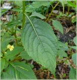 Impatiens parviflora. Лист. Чувашия, г. Шумерля. 21 августа 2009 г.