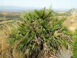 Chamaerops humilis. Взрослое растение. Испания, Андалусия, комарка Коста-дель-Соль-Оксиденталь, окр. г. Касарес, вершинная часть горного склона. Август 2015 г.