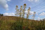 Hieracium umbellatum. Группа цветущих растений. Новгородская обл., г. Боровичи, Бобровские горы, луговая низина. 06.09.2015.