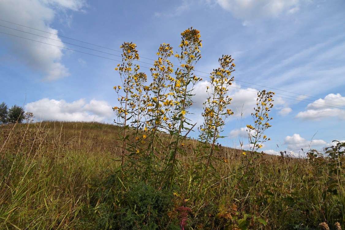 Изображение особи Hieracium umbellatum.