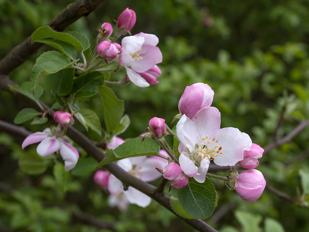 Изображение особи Malus domestica.