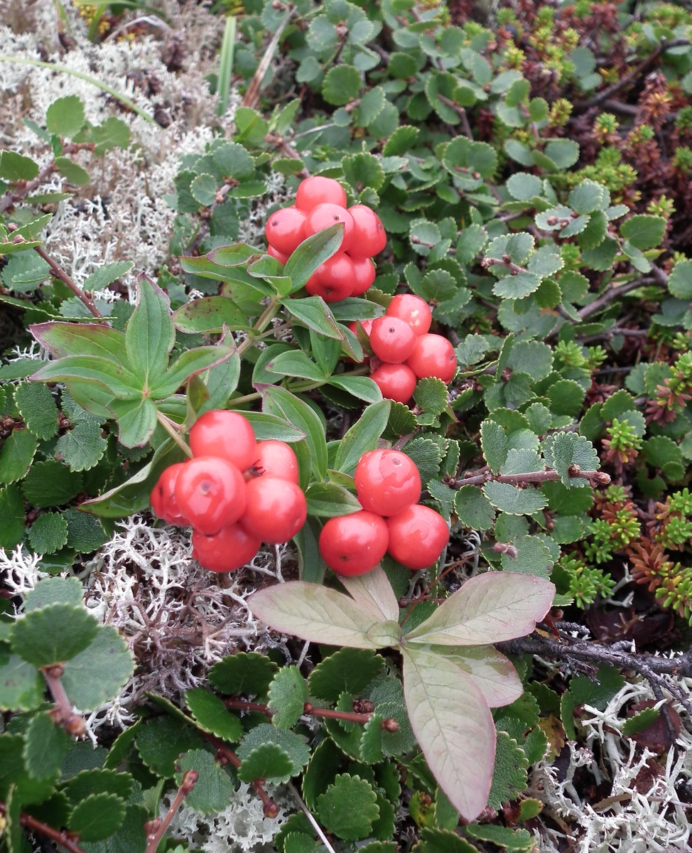 Изображение особи Chamaepericlymenum suecicum.