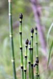 Equisetum hyemale