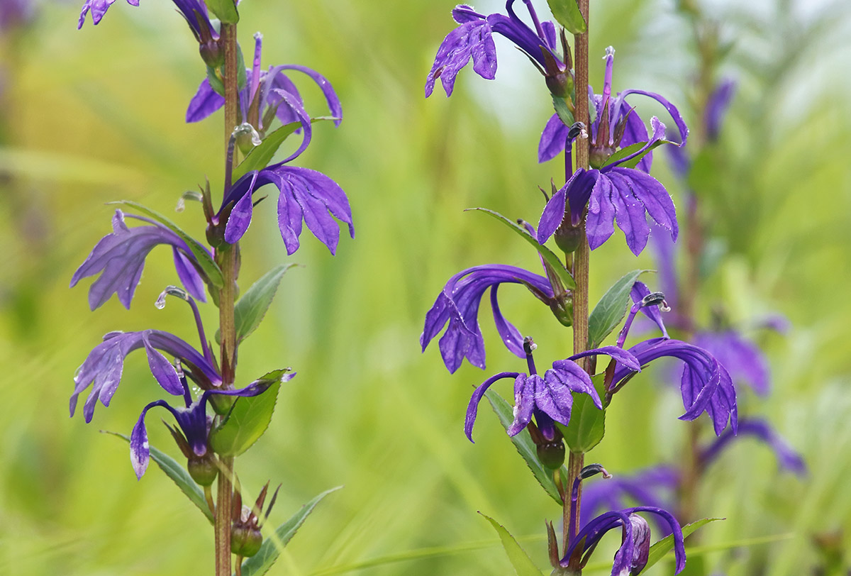 Изображение особи Lobelia sessilifolia.