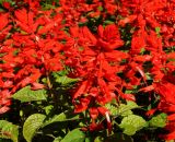 Salvia splendens. Соцветия. Восточный Казахстан, г. Усть-Каменогорск, Архитектурно-ландшафтный музей-заповедник, в культуре. 04.09.2016.