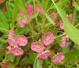 Kalmia angustifolia