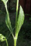 Silene dichotoma