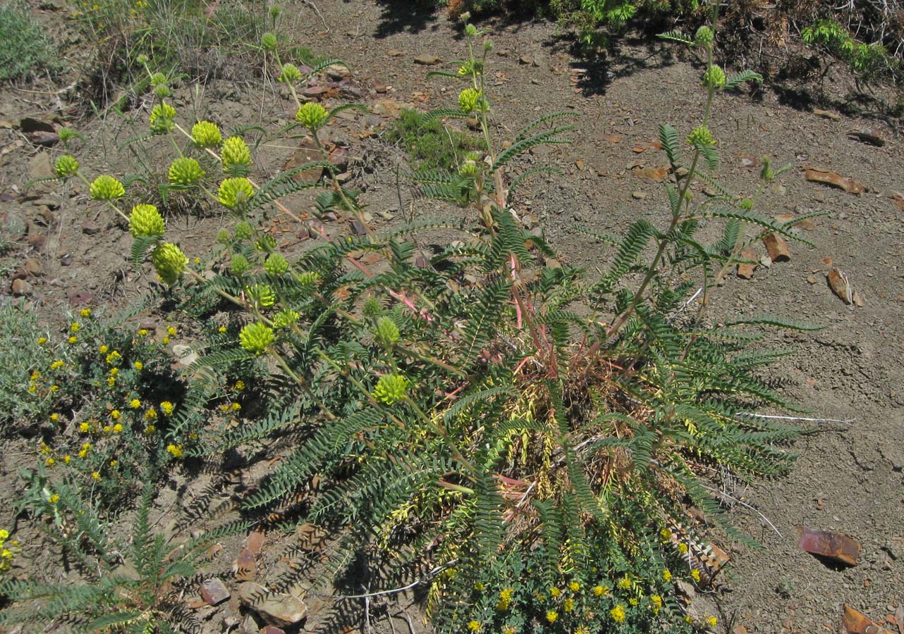 Изображение особи Astragalus ponticus.