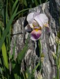 Iris × hybrida. Верхушка побега с бутонами и цветком. Восточный Казахстан, г. Усть-Каменогорск, Архитектурно-ландшафтный музей-заповедник, в культуре. 21.05.2017.