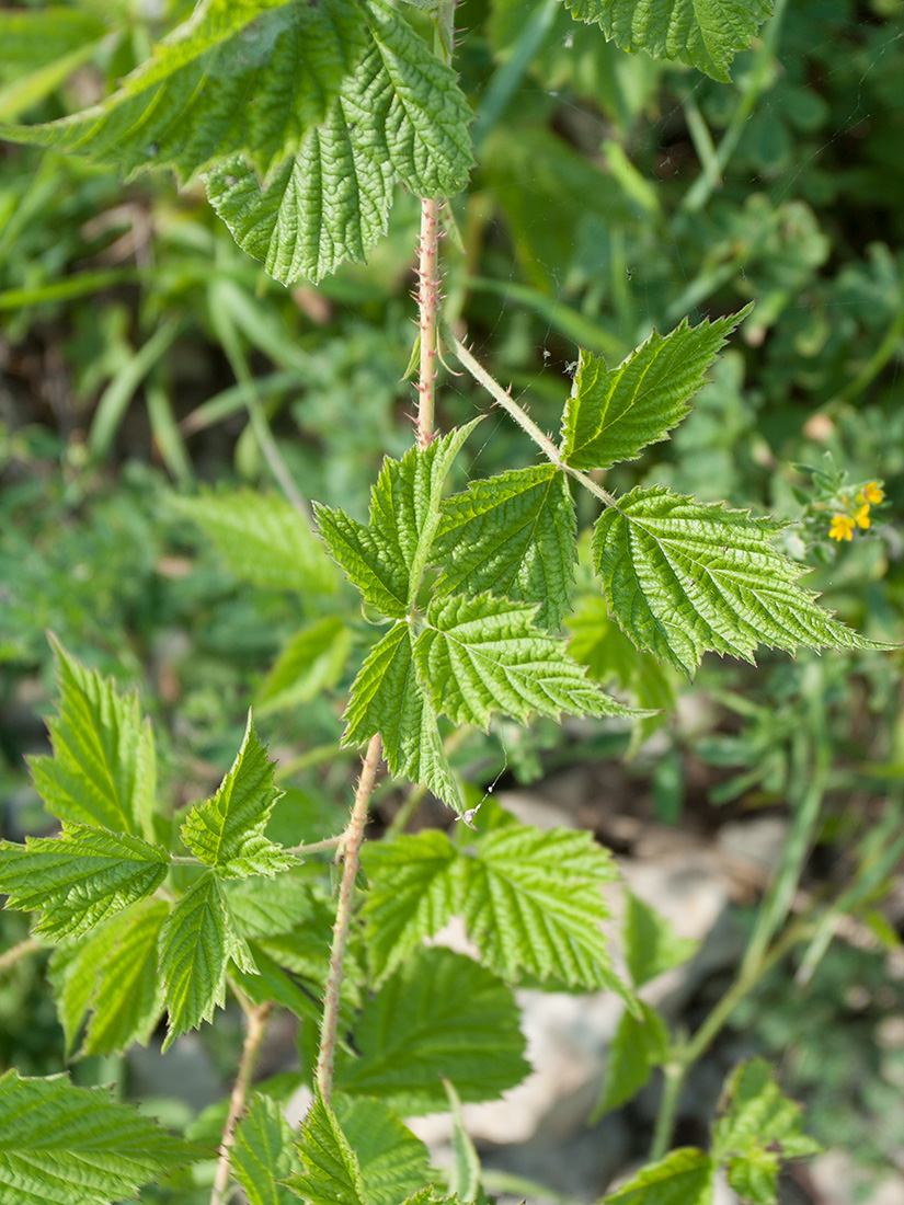 Изображение особи Rubus caesius.