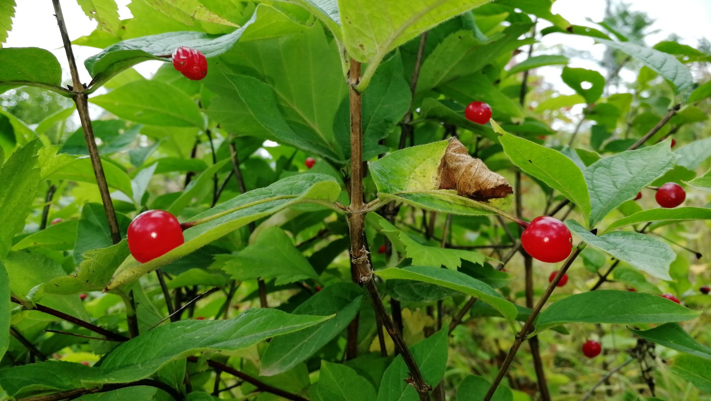 Изображение особи Lonicera glehnii.