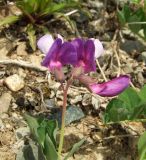 Lathyrus japonicus. Верхушка побега с соцветием. Магаданская обл., Ольский р-н, недалеко от трассы Магадан-Ола, заброшенный каменный карьер. 05.06.2016.