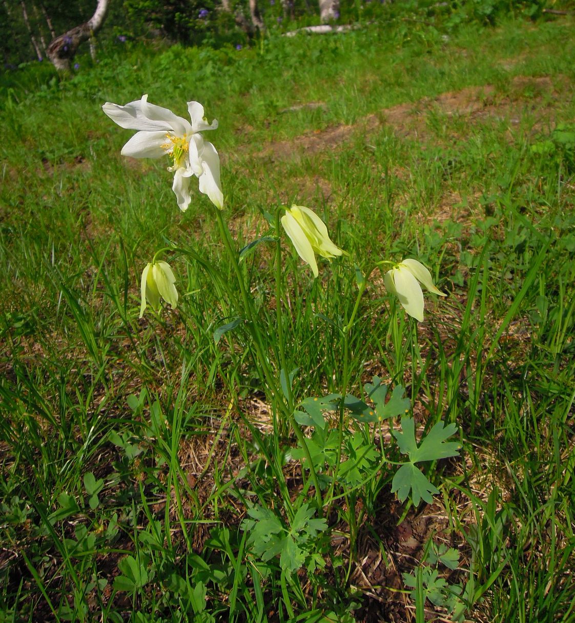 Изображение особи Aquilegia glandulosa.