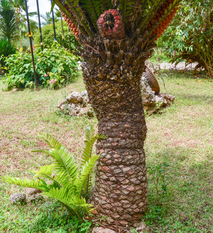 Изображение особи Encephalartos hildebrandtii.