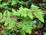 Gymnocarpium dryopteris. Растение в моховом смешанном лесу. Пермский край, подножие Вогульского камня, долина р. Жигалан. 30.06.2010.