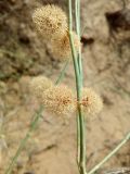 Calligonum microcarpum