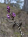 Daphne mezereum