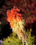 Kniphofia uvaria