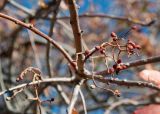 Pistacia terebinthus. Ветвь с засохшими остатками соплодия. Турция, пров. Мугла, р-н Сейдикемер, развалины древнего ликийского г. Тлос, лужайка возле крепости. 03.01.2023.