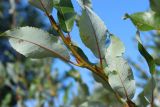 Salix phylicifolia