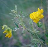 Lathyrus pratensis