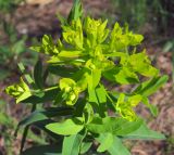 Euphorbia semivillosa
