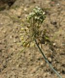 Allium lenkoranicum