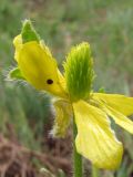 Ranunculus oxyspermus