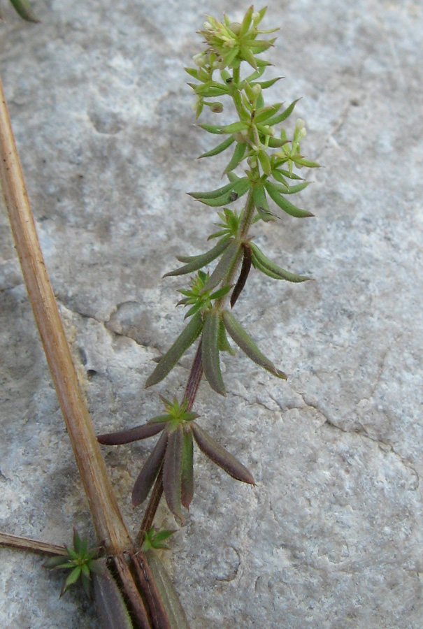 Изображение особи Galium humifusum.