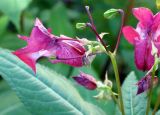 Impatiens glandulifera. Соцветие с цветками и завязавшимися плодами. Ленинградская область, г. Выборг, парк Монрепо. 3 августа 2012 г.